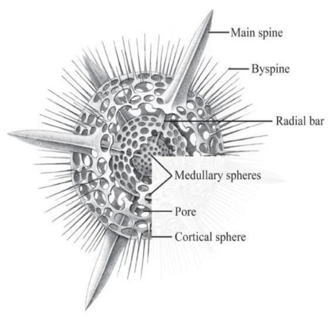 Fig.12 Strutture di invertebrati