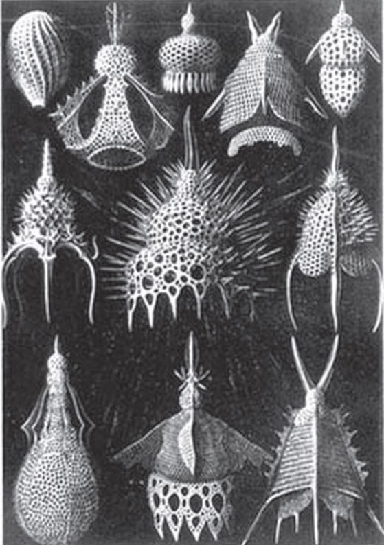 Fig.13 RADIOLARI