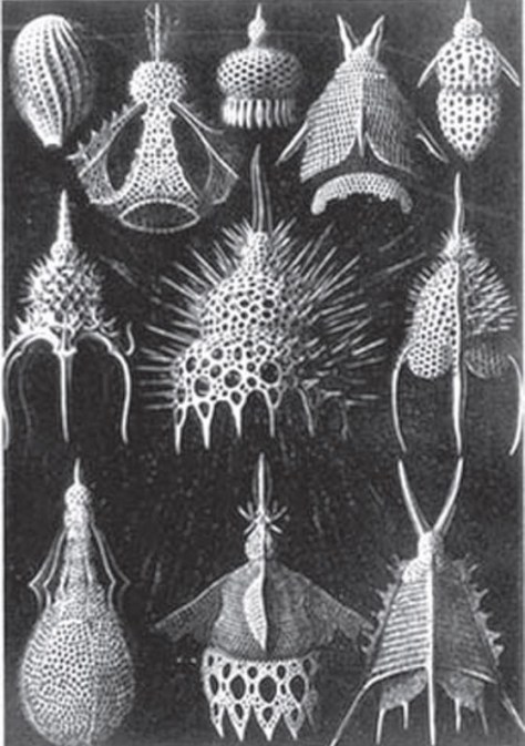 Fig.13 RADIOLARI