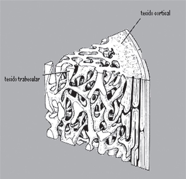 Fig.16 Struttura ossea umana