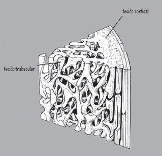 Fig.16 Struttura ossea umana