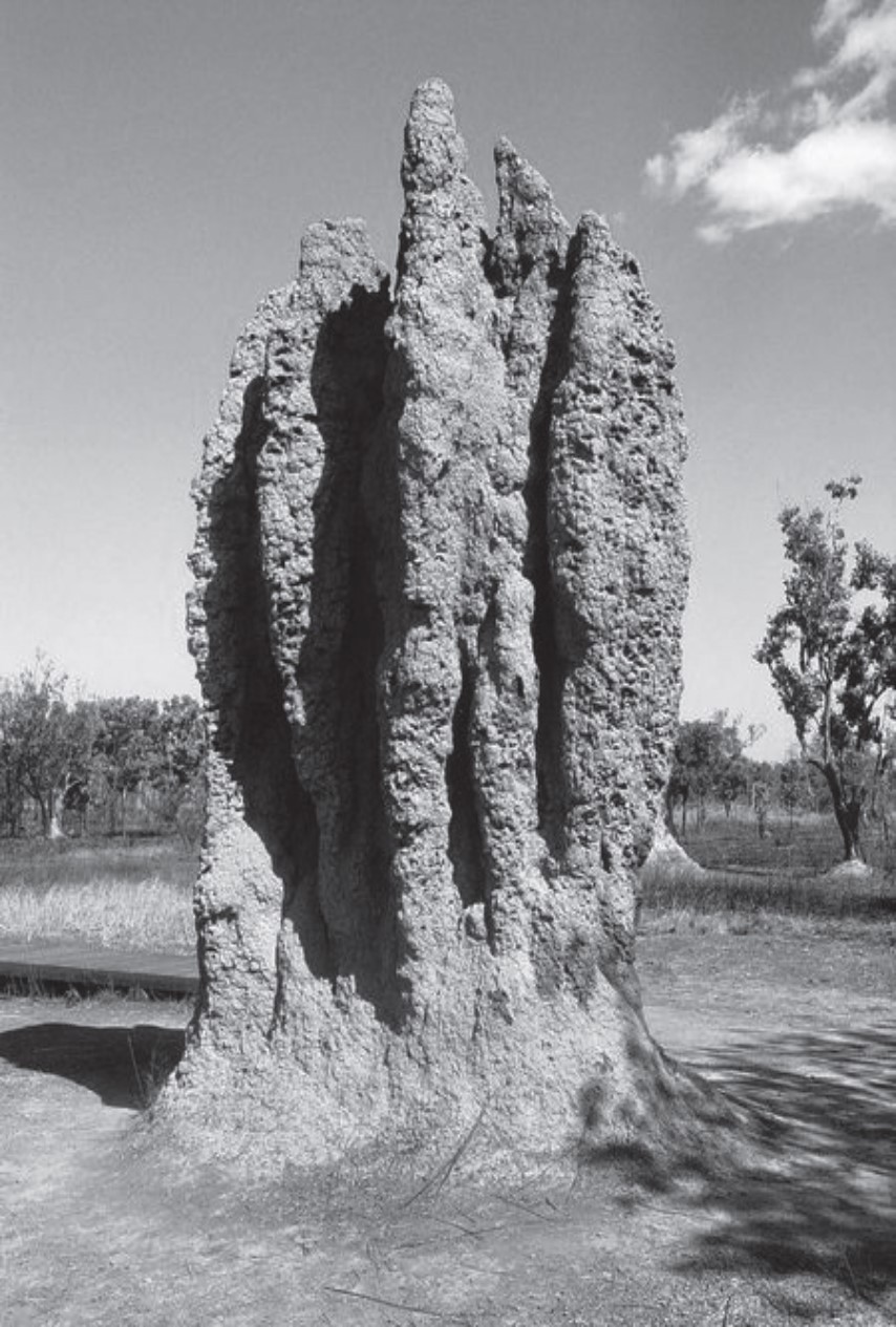 Fig.19 L'habitat delle Termiti
