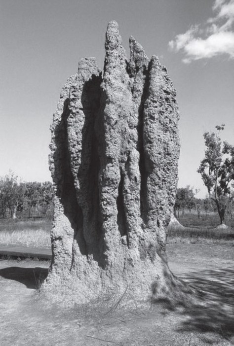 Fig.19 L'habitat delle Termiti